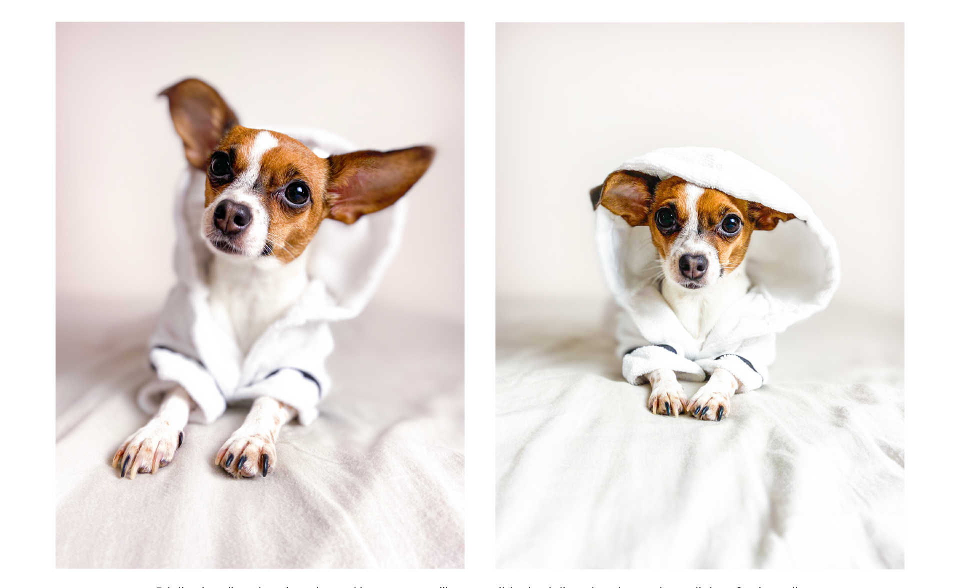 Elise_Falla_Best_of_Dogs_photographie